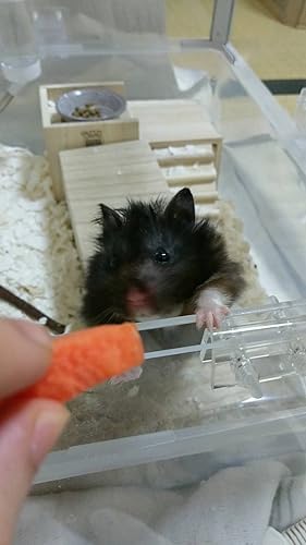 Amazon | BUCATSTATE ハムスターケージ 850 飼育ケージ 大型サイズ